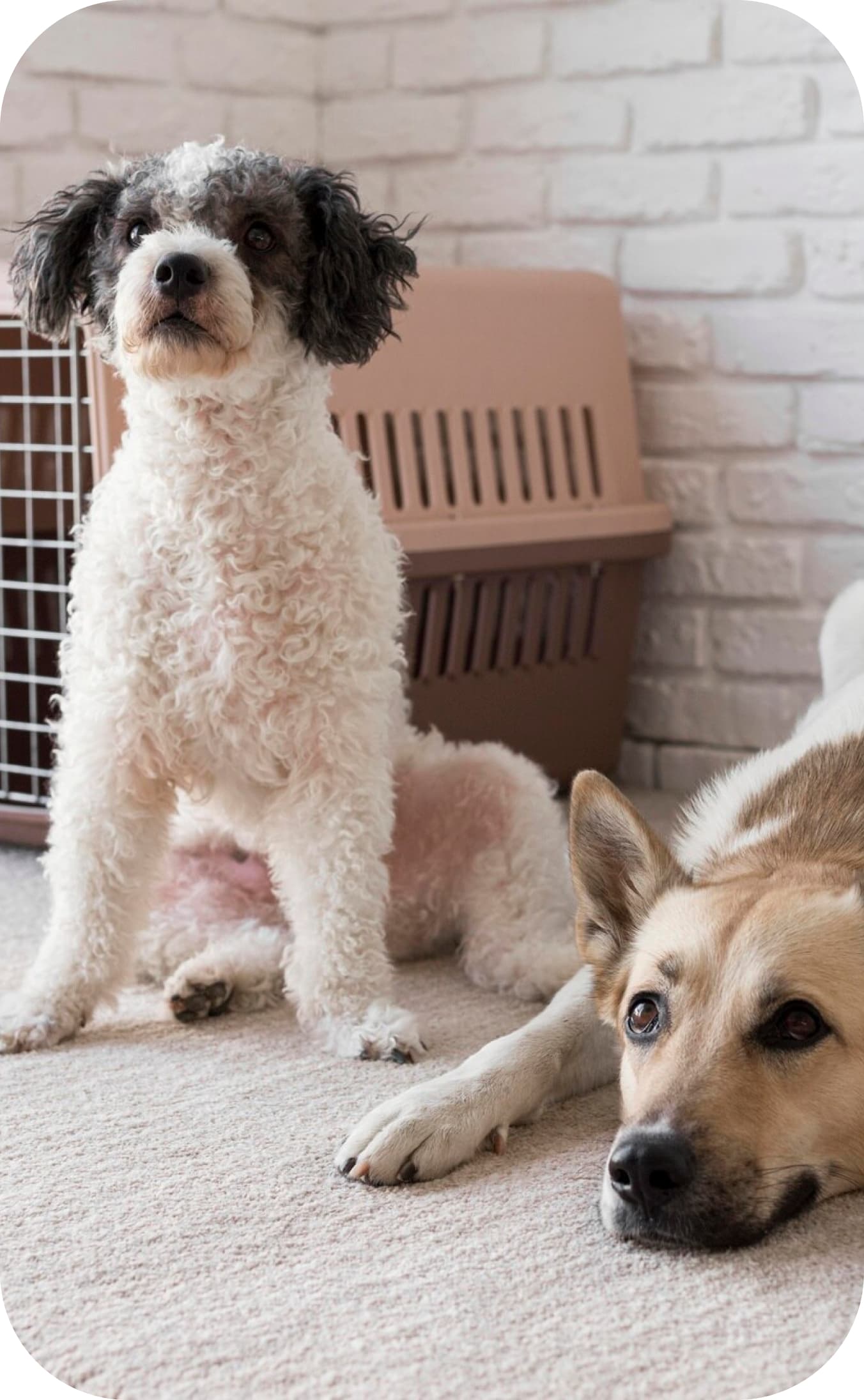 Foto del perrito